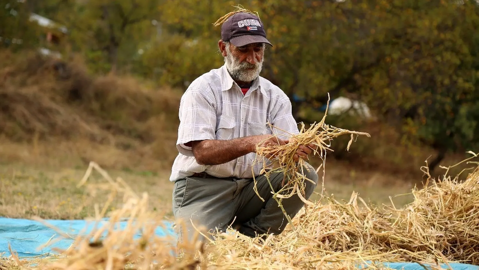 Dededen kalma harman makinesiyle buğday ve fasulye hasadı 