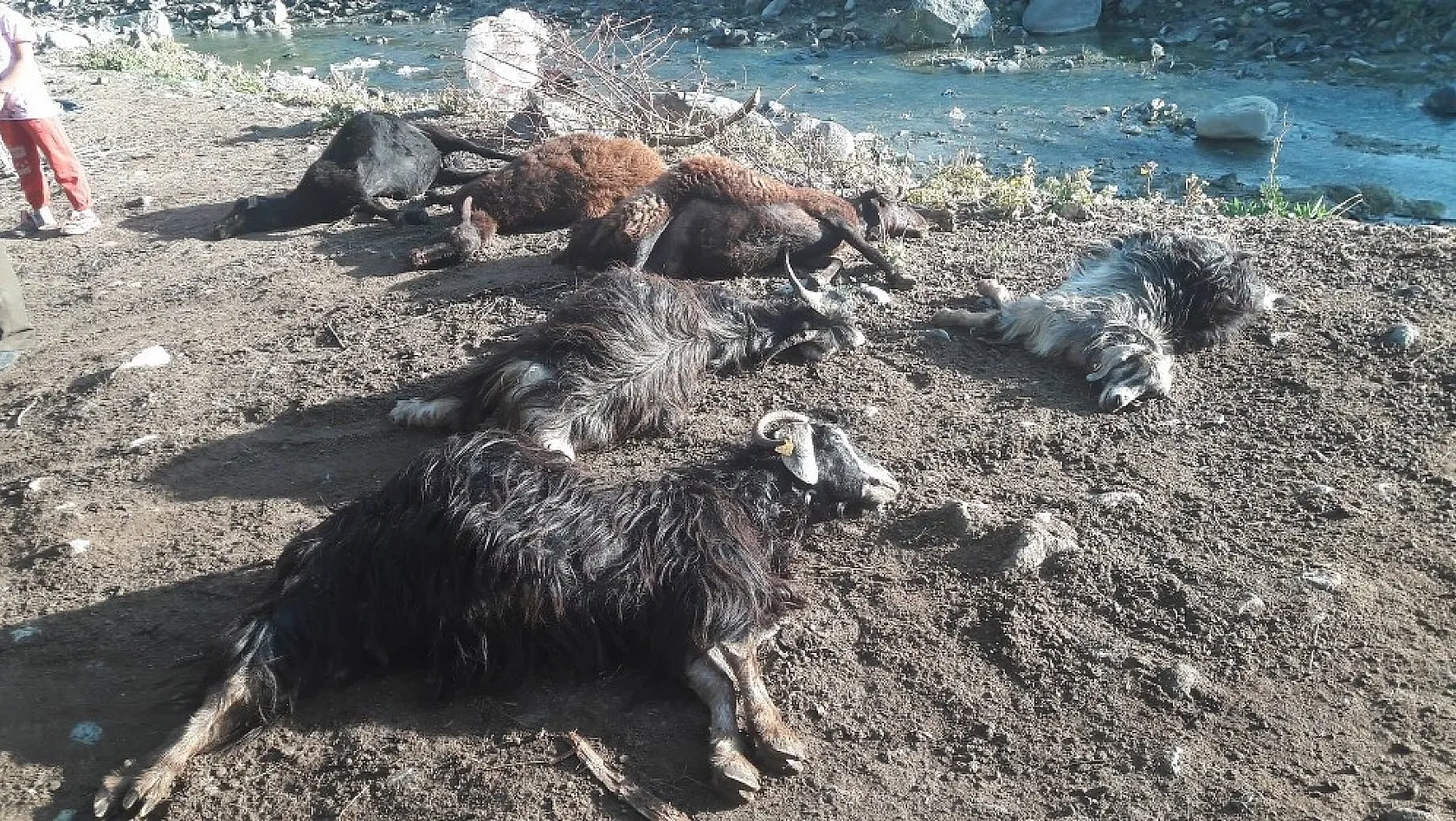 Bingöl'de kurt ağıla girdi, 24 hayvan telef oldu 
