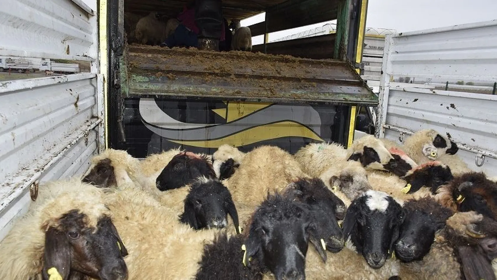 Çiftçilere 238 koyun dağıtıldı