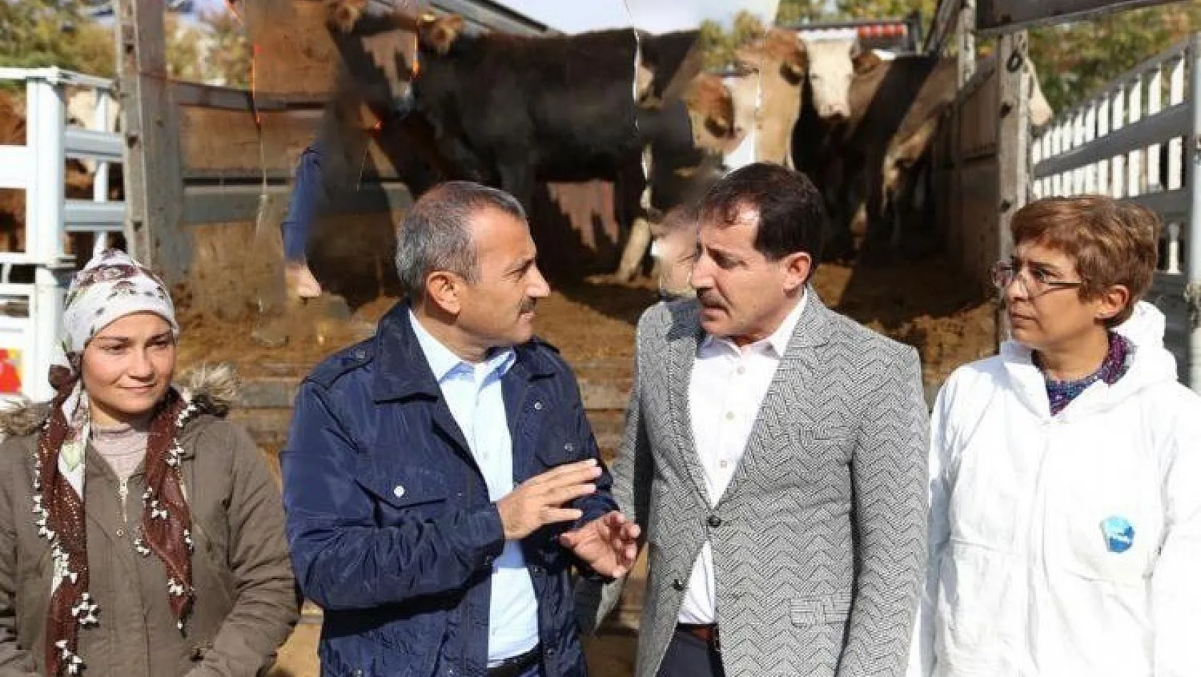 Tunceli'de Genç Çiftçilere 400 Düve hibe edildi 