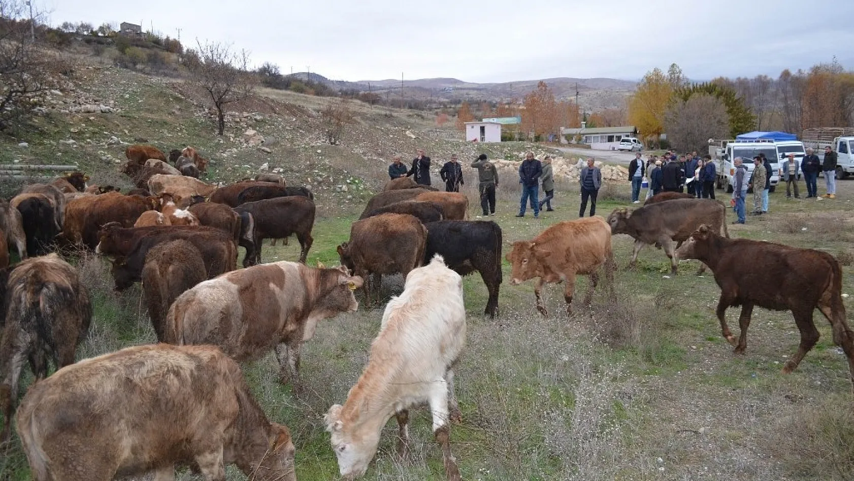 Çemişgezek'te genç çiftçilere 60 adet büyükbaş hayvan verildi 