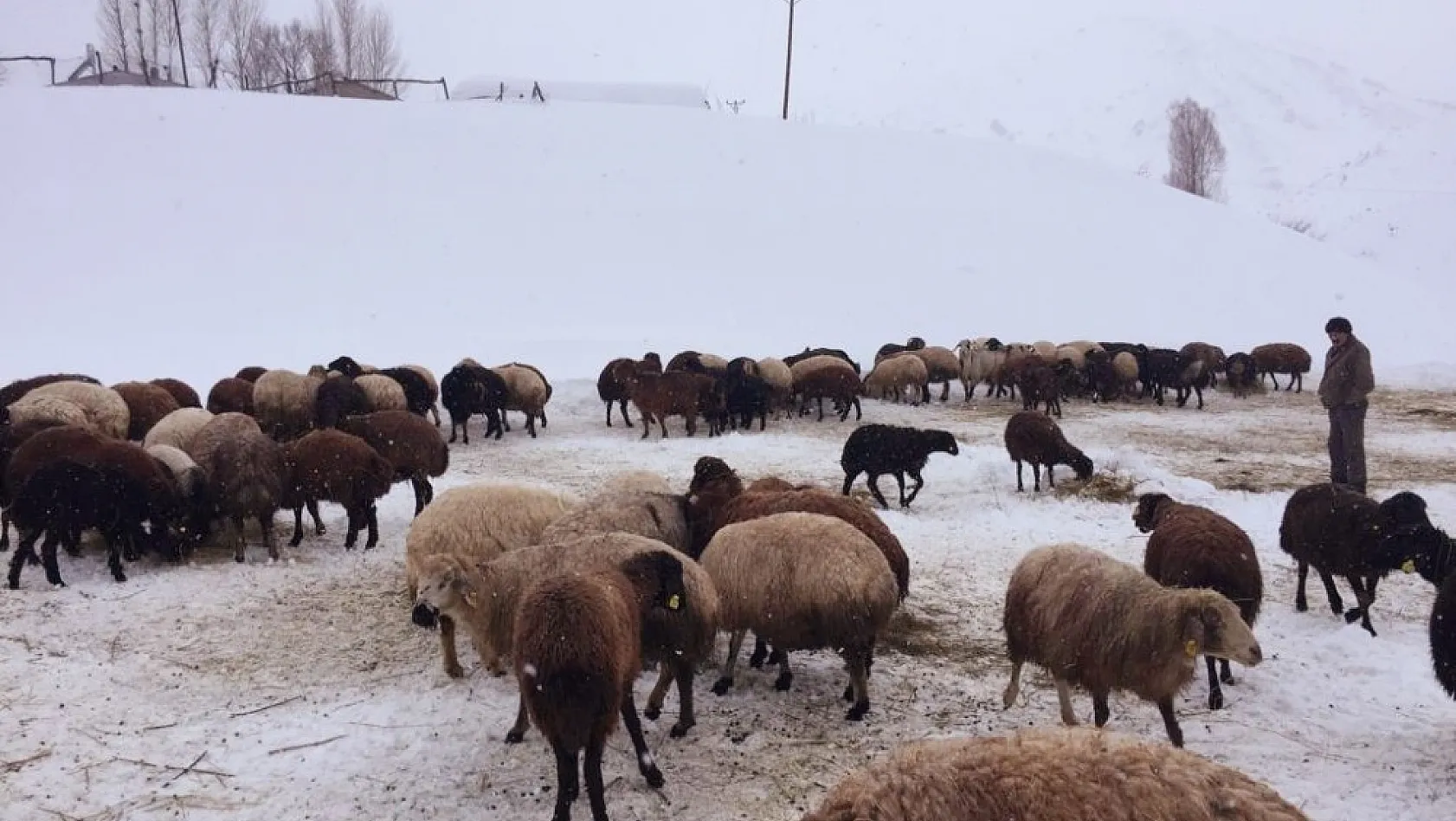 Zorlu kış şartlarında hayvancılık 
