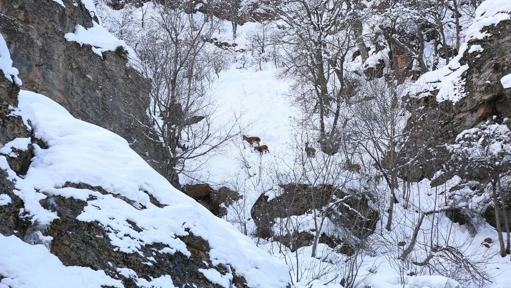 Çetin geçen kış, koruma altındaki dağ keçilerini de etkiliyor 