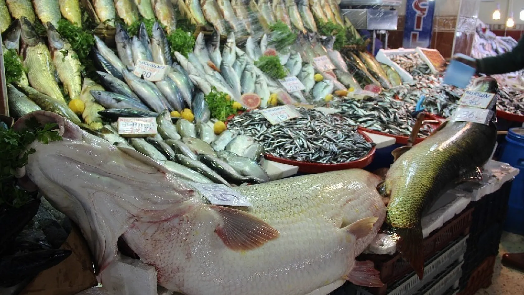Malatya balık pazarında  dev kurşun balığı 