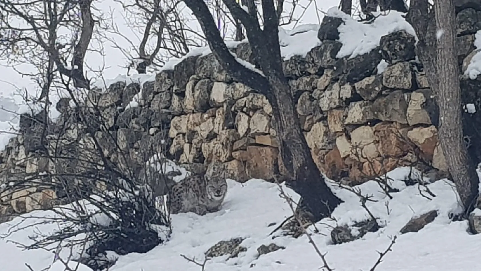 Tunceli'de koruma altındaki vaşak görüntülendi 