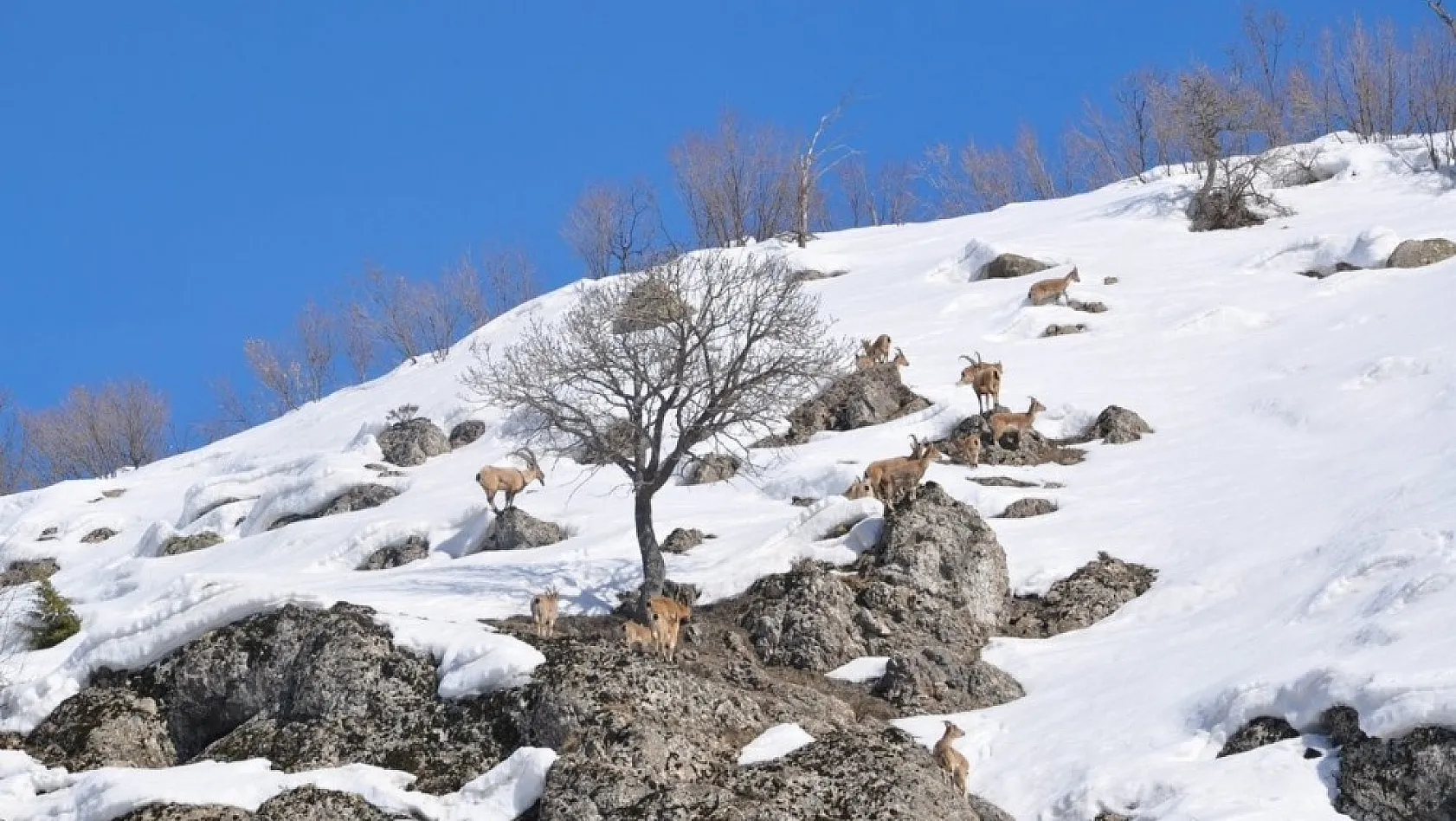 Bingöl'de dağ keçileri görüntülendi 