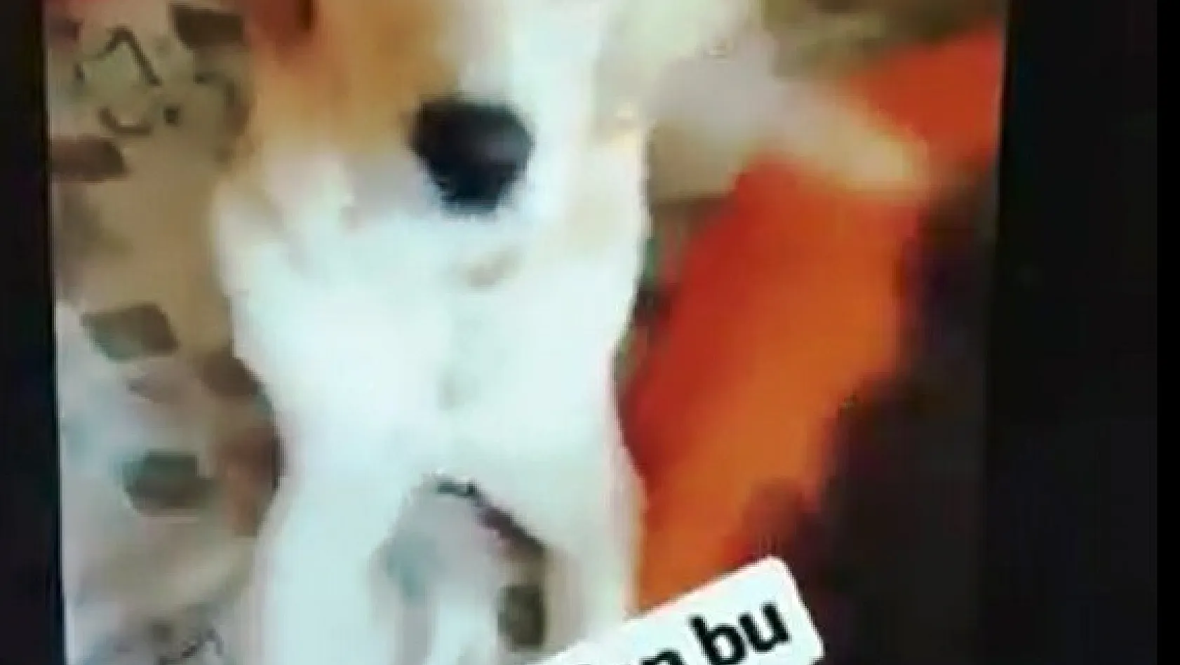 Köpeğin gözüne deodorant sıkan kişi sosyal medyada büyük tepki gördü 