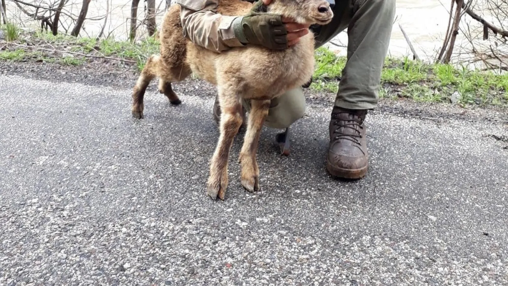 Operasyondaki Mehmetçik'ten yaralanan dağ keçisine şefkat 