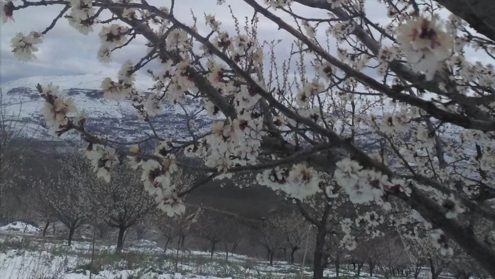 Malatya'da çiçek açan kayısı ağaçlarını kar vurdu 
