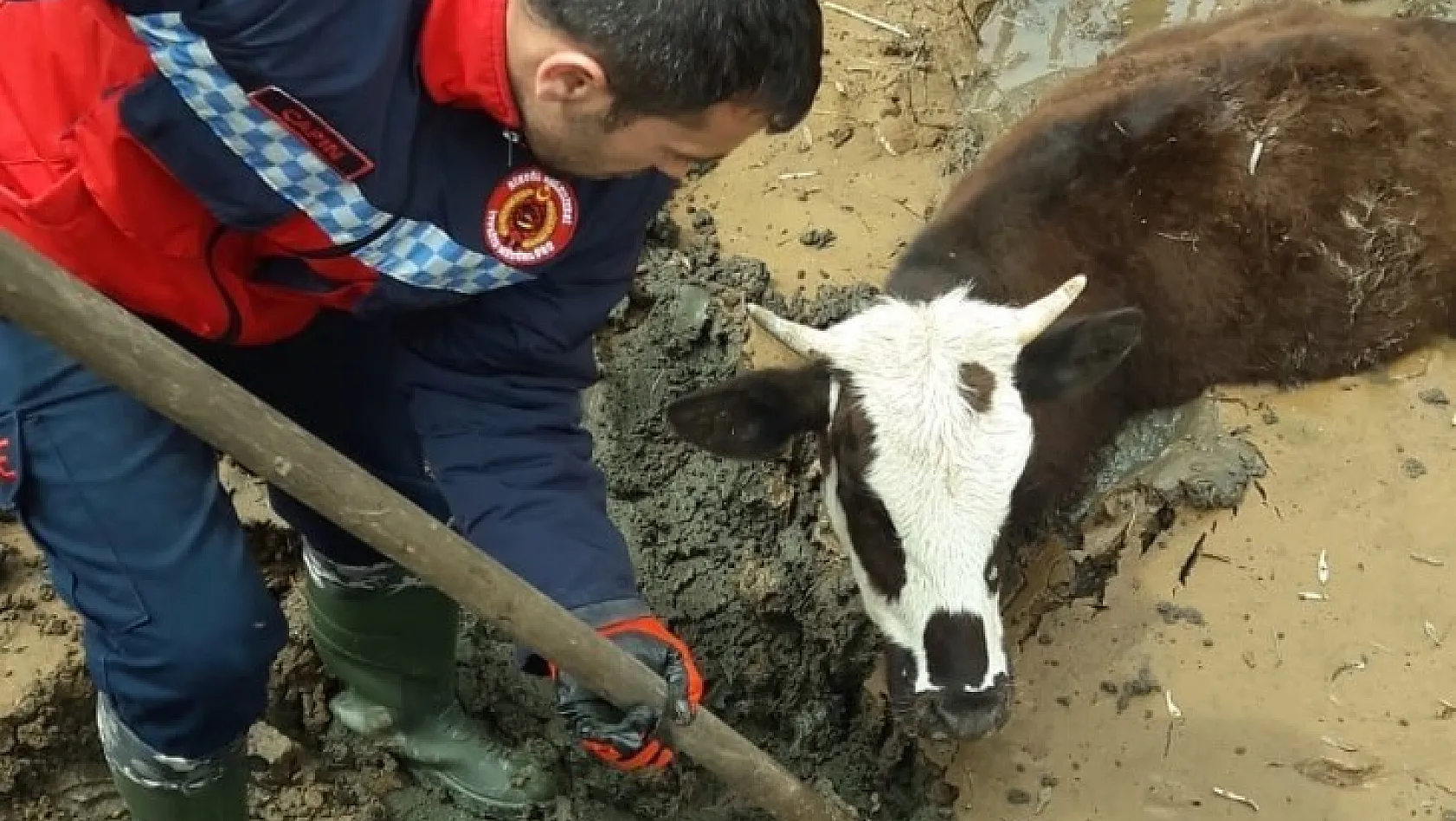 Bingöl'de çamura gömülen inek kurtarıldı 