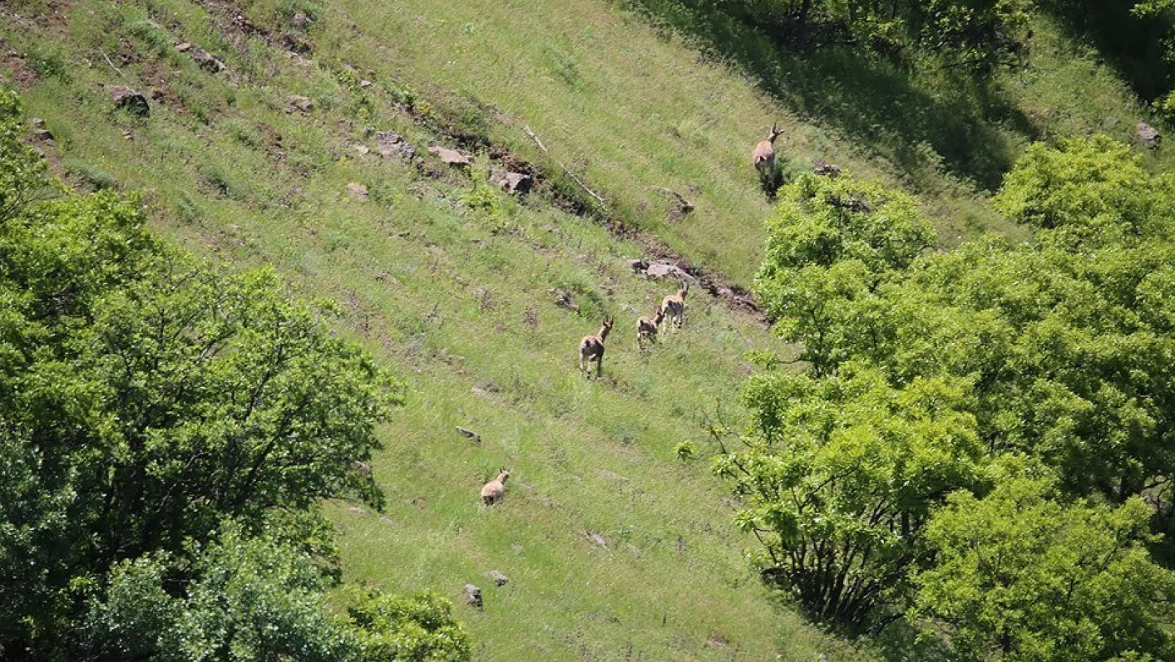 Dağ keçilerini izleme projesi sürüyor