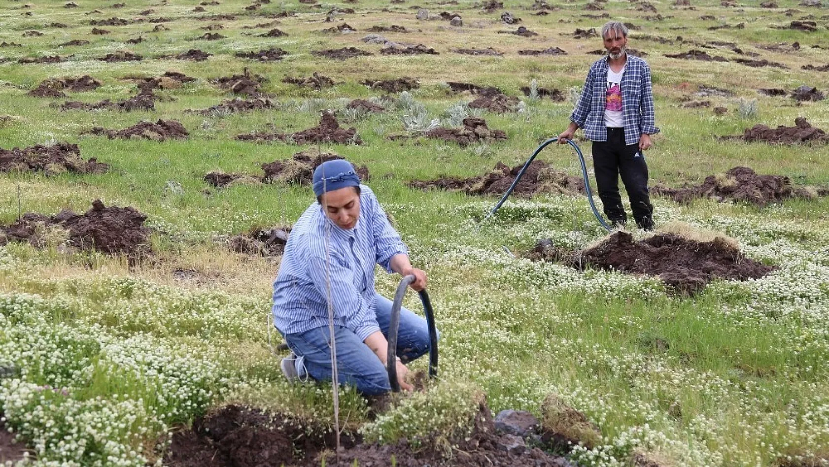 Kadın girişimci Türkiye'nin en büyük ipek böceği üretimi için dut bahçesi kurdu 