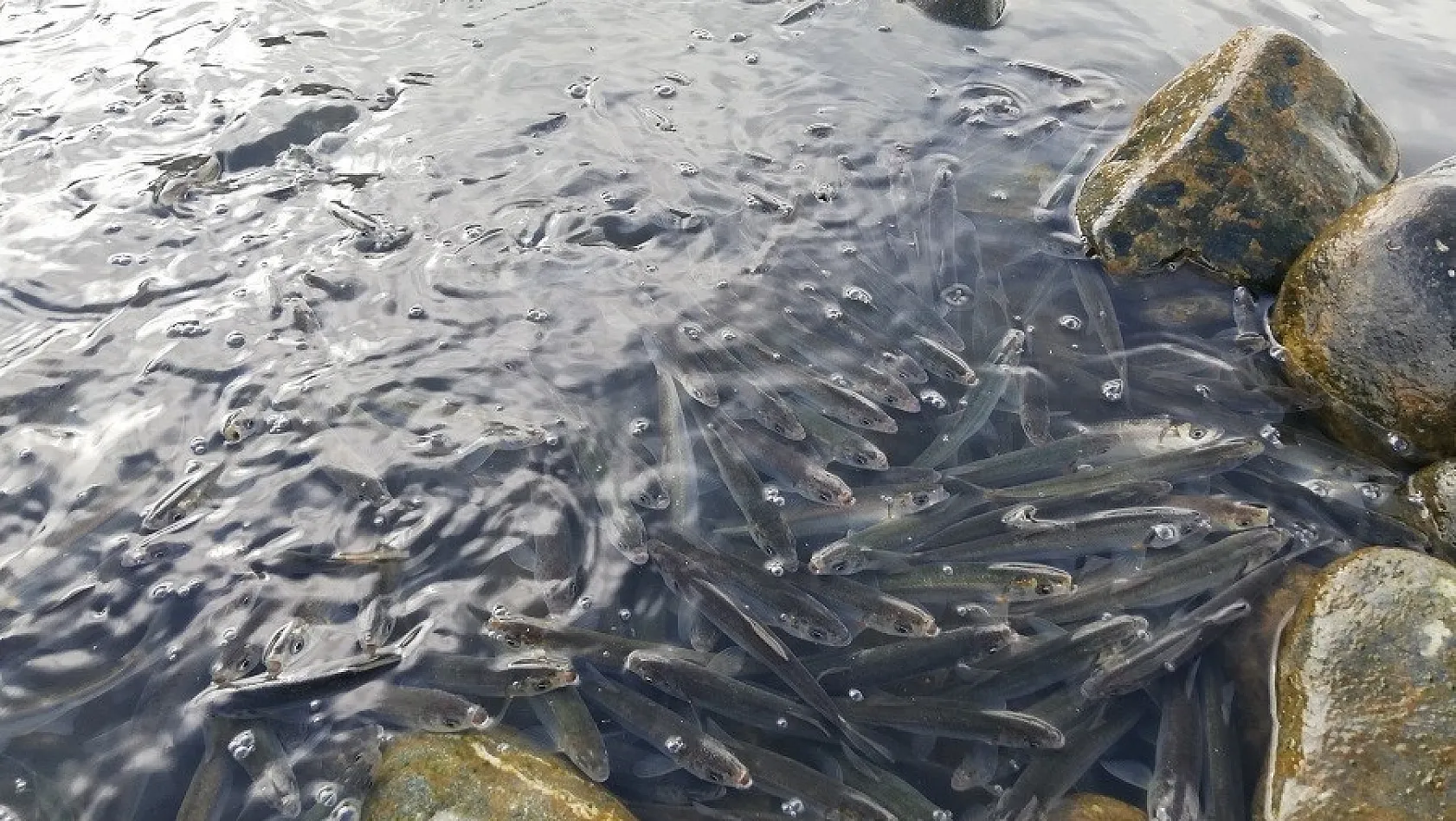 Palu'da balıklar yine telef oldu, yetkililer ise hala duyarsız!