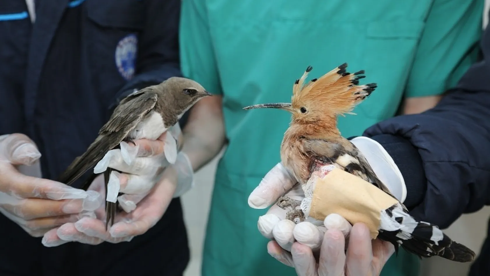 Yaralı Kuşlar Tedavi Altına Alındı