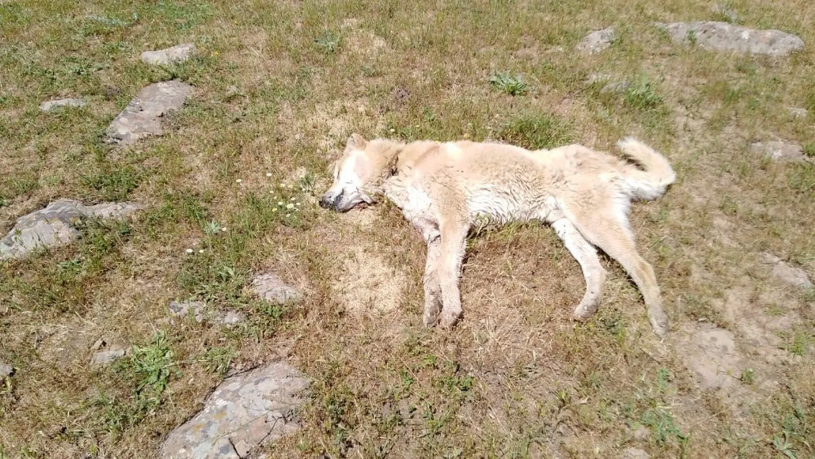Bingöl'de 4 çoban köpeğinin vurulduğu iddiası 