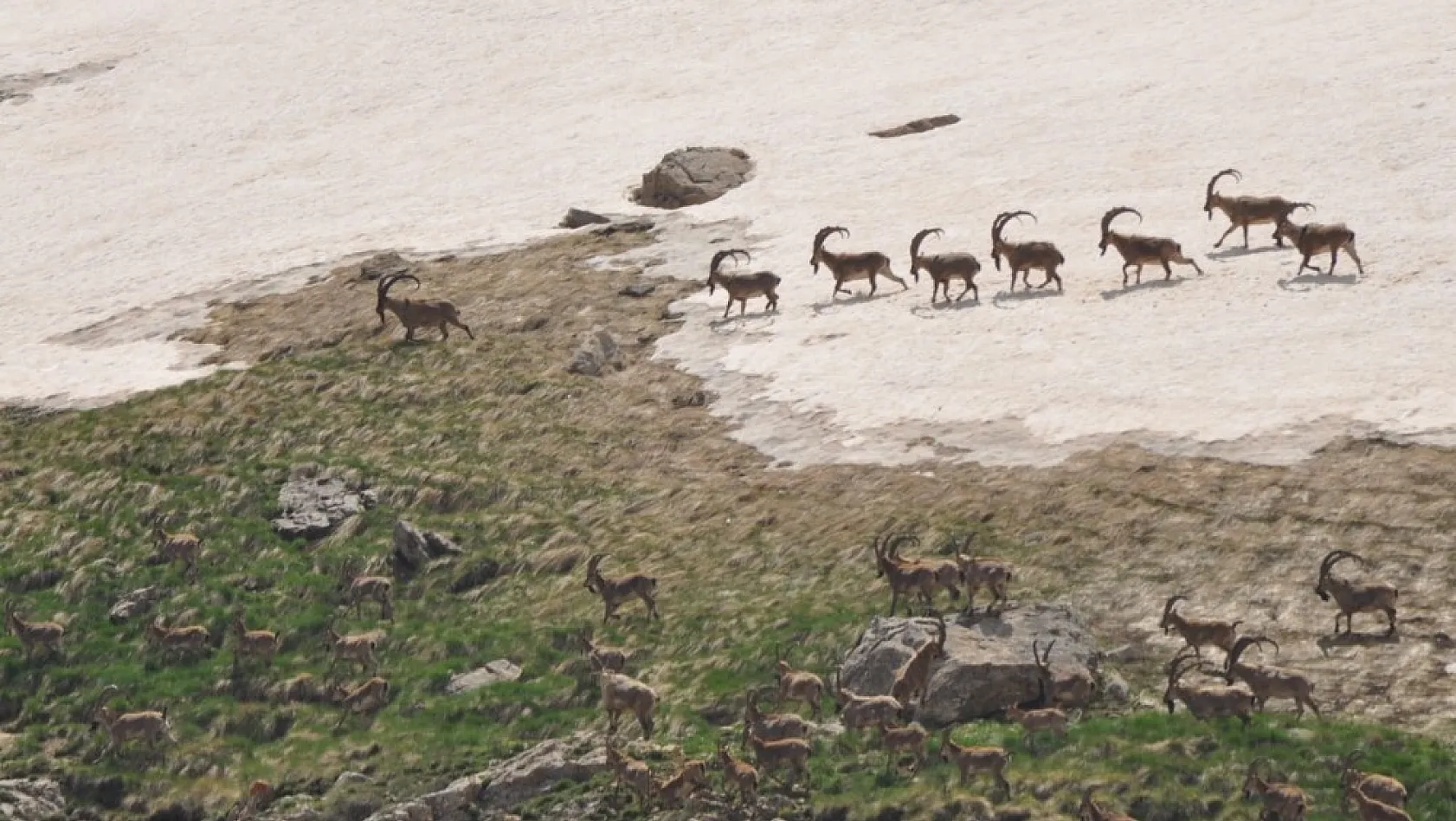 Bezuvar dağ keçileri görüntülendi
