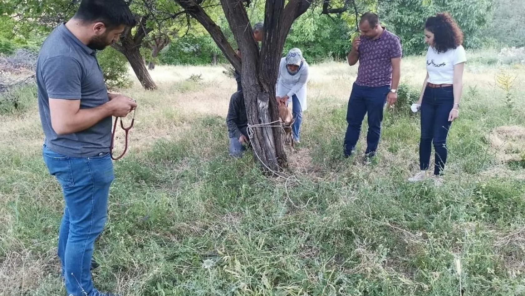 Bitkin halde bulunan yaban keçisi tedavisinin ardından doğaya bırakıldı 