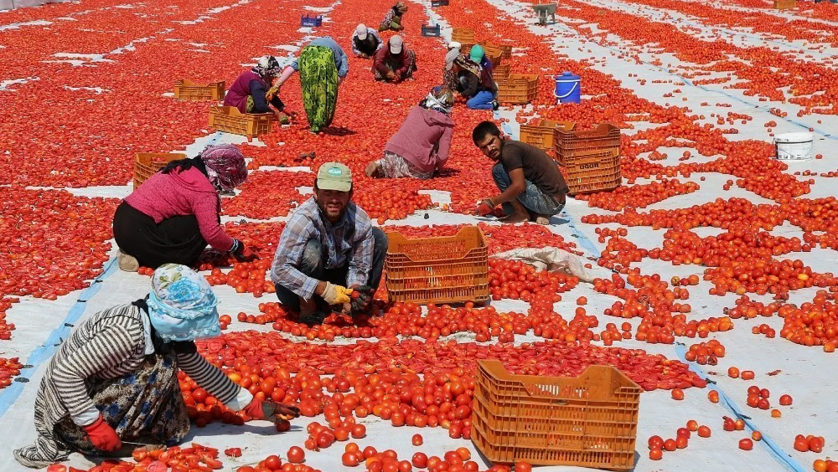 Tunceli'den Avrupa'ya kuru domates ihracatı 