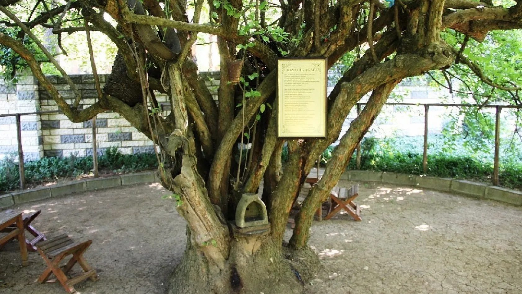 370 yıllık kızılcık ağacı yıllara meydan okuyor 