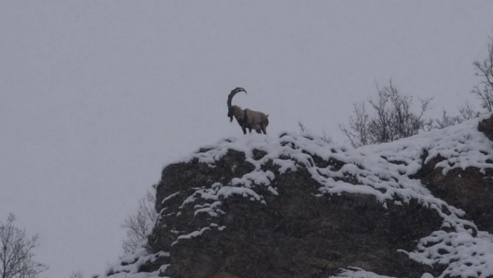Dağ Keçileri,Kar'da Yiyecek Ararken Görüntülendi