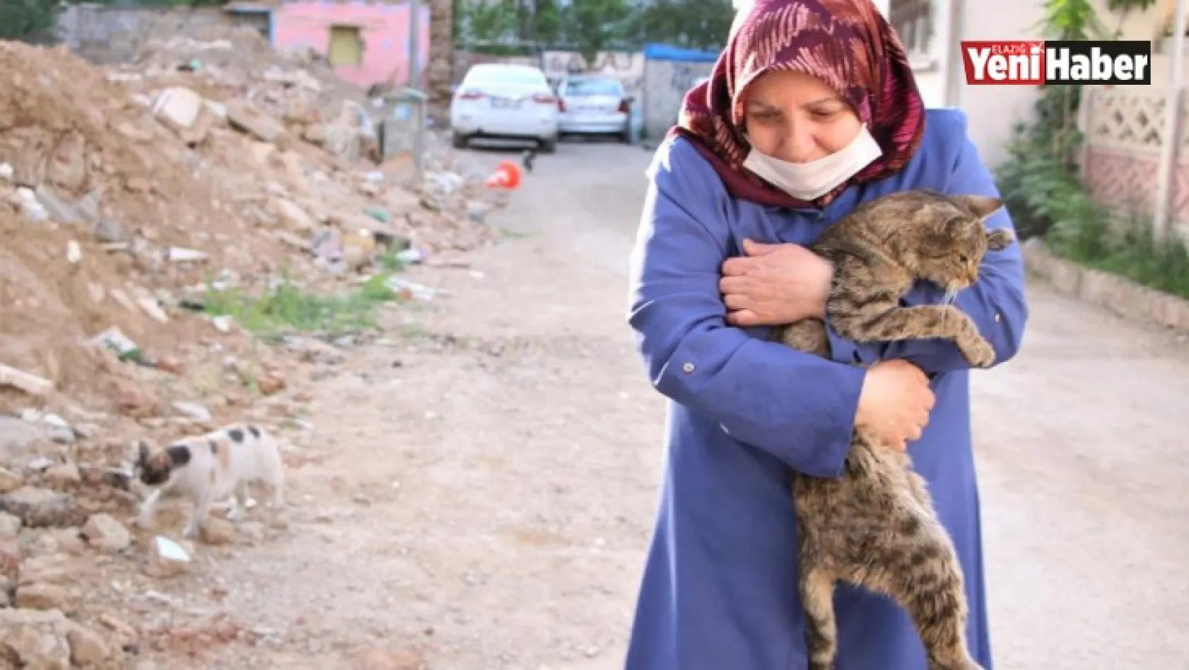 35 Kediye Anne Şefkatiyle Bakıyor