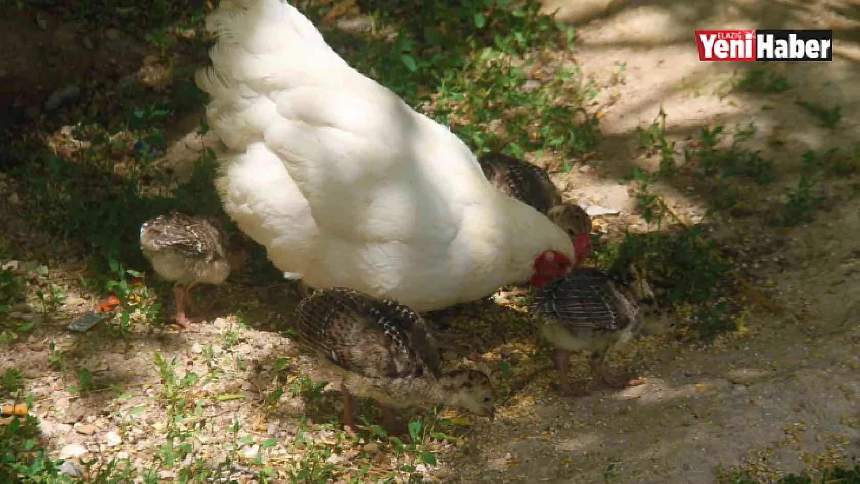 Annelik duygusu ağır bastı: Hindi yavrularını terk etti, tavuk sahiplendi