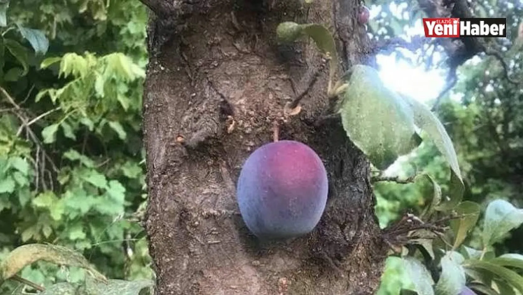 Kara Erik Meyvesi Ağacın Dalında Değil Gövdesinde Çıktı