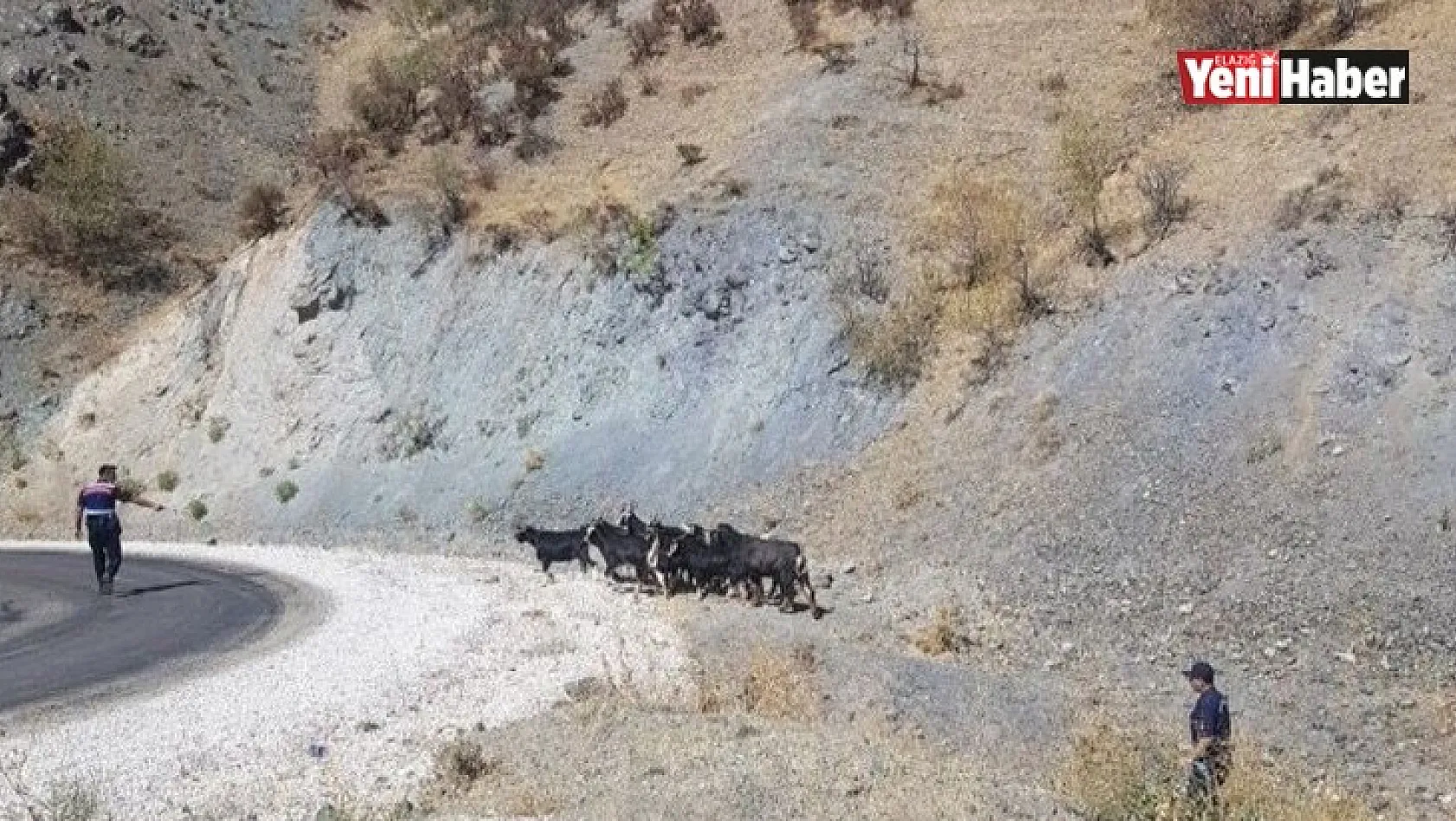 Kaybolan Keçiler Jandarmanın Drone Desteği İle Bulundu