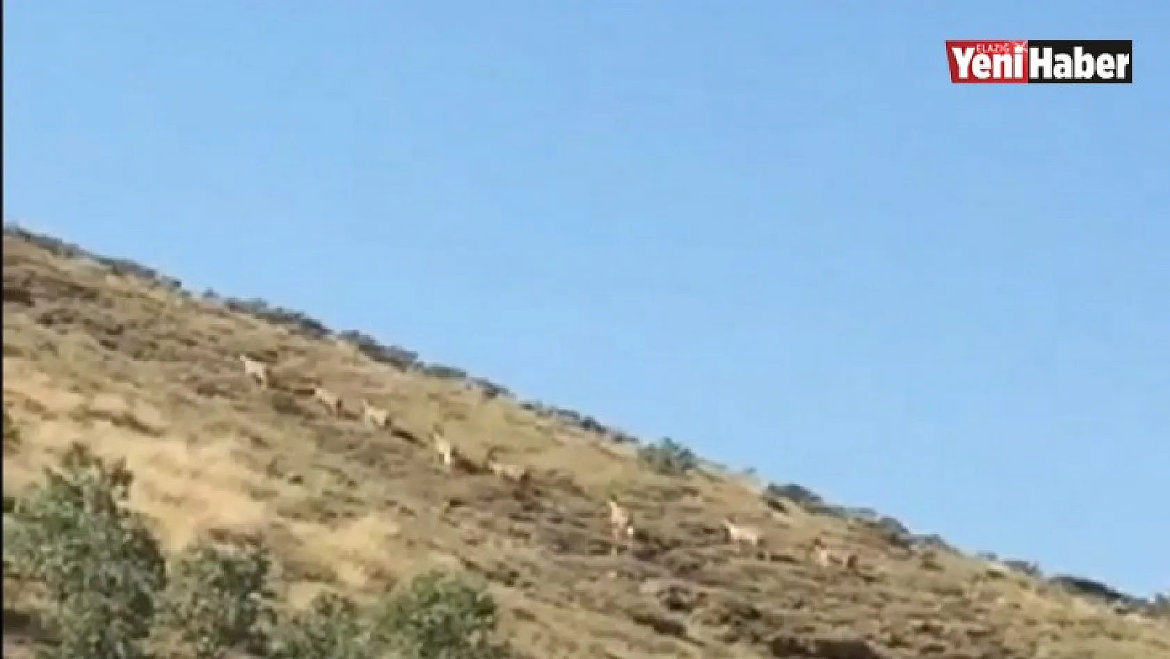 Koruma Altındaki Dağ Keçileri Sürü Halinde Görüntülendi