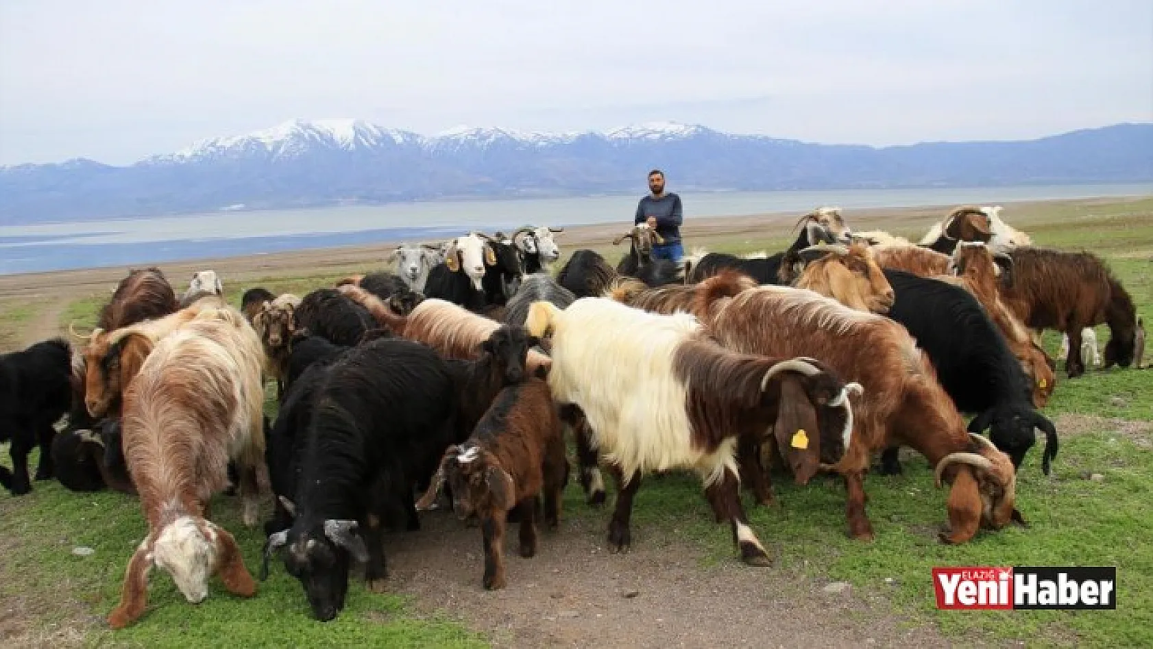 Süt İçin Aldığı Keçiler Çift Çift Kuzulayınca Sürü Sahibi Oldu
