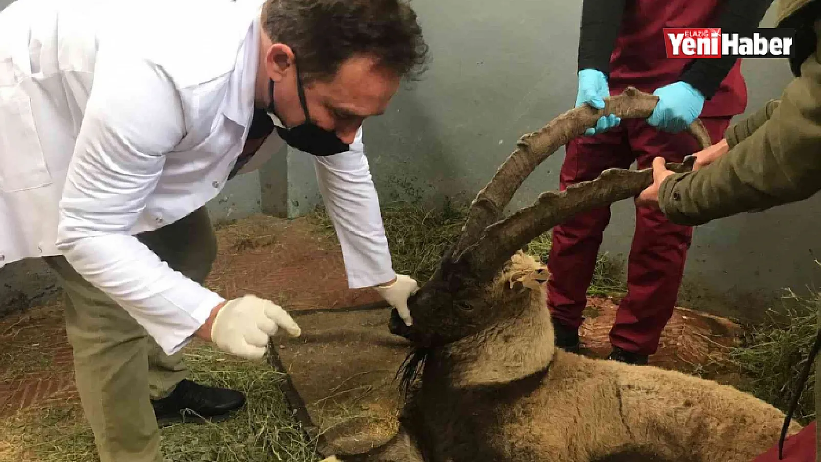 Yaralı halde bulunan dağ keçisi tedavi altına alındı