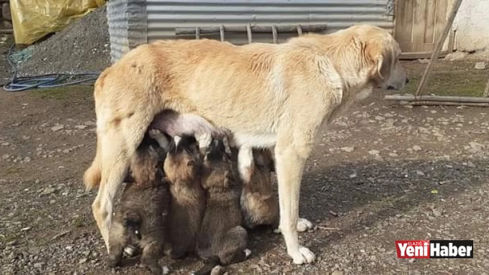 Yavru Köpekler Annelerine Kavuştu