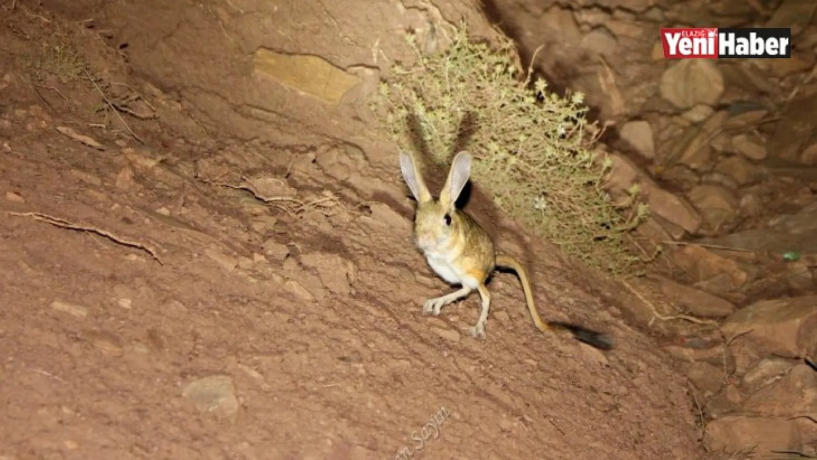 Nesli Tükenme Tehlikesi Altında Bulunan Arap Tavşanı Görüntülendi