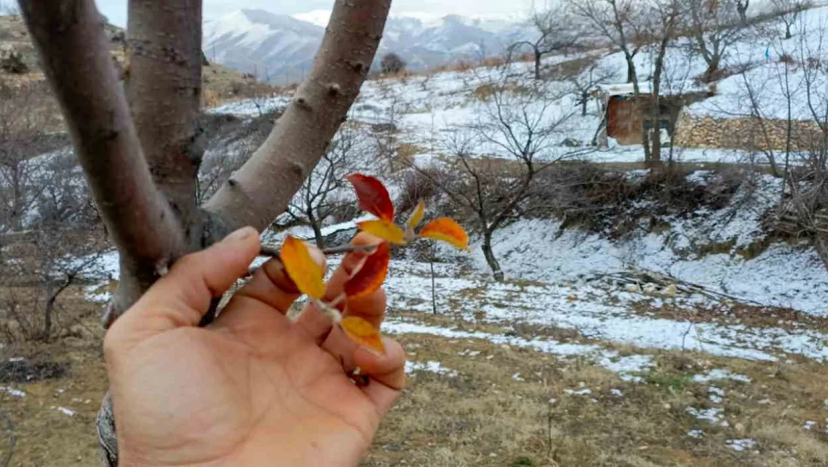 Elazığ'da elma ağacı mevsimleri şaşırdı, kış ayında yaprak verdi