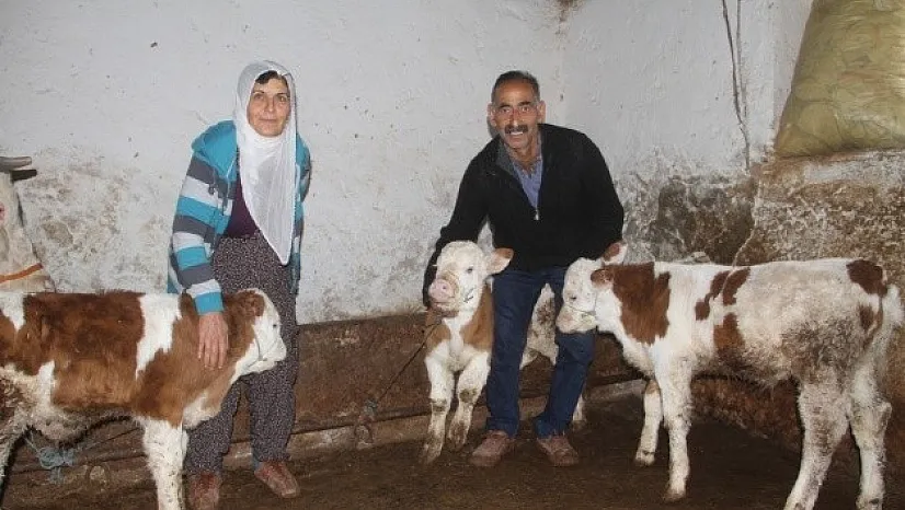 Yavrusu Ölen İnek Bu Sefer "Üçüz"Doğurdu