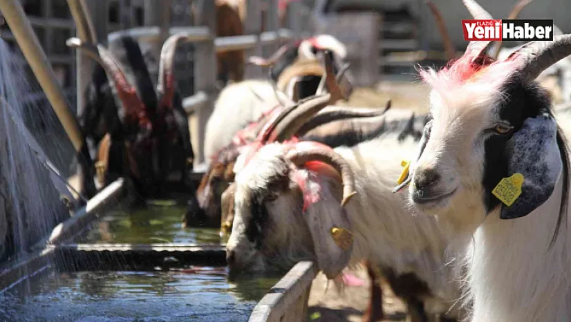 Elazığ'da kurbanlıklar pazara indi