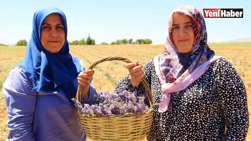 Gelin ve görümce sırt sırta verdi, ektikleri lavanta bahçesinden ilk hasat alındı