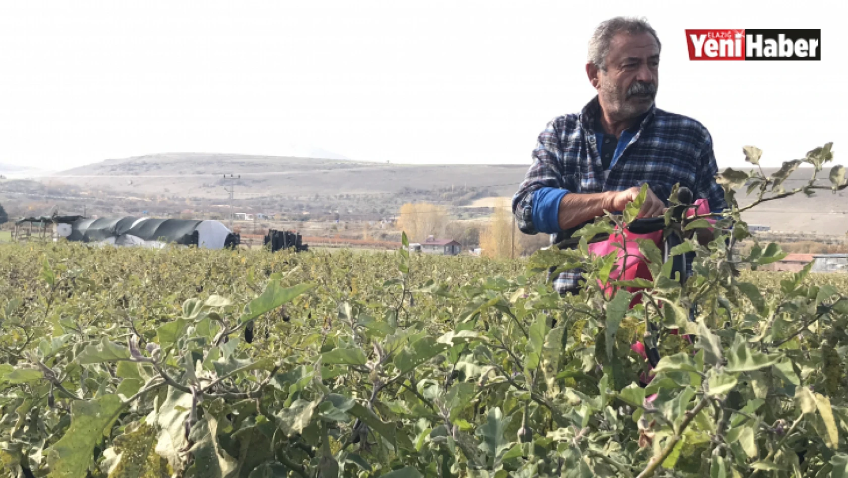 Elazığ'da Sebze Tarlasını Vatandaşlara Ücretsiz Açtı
