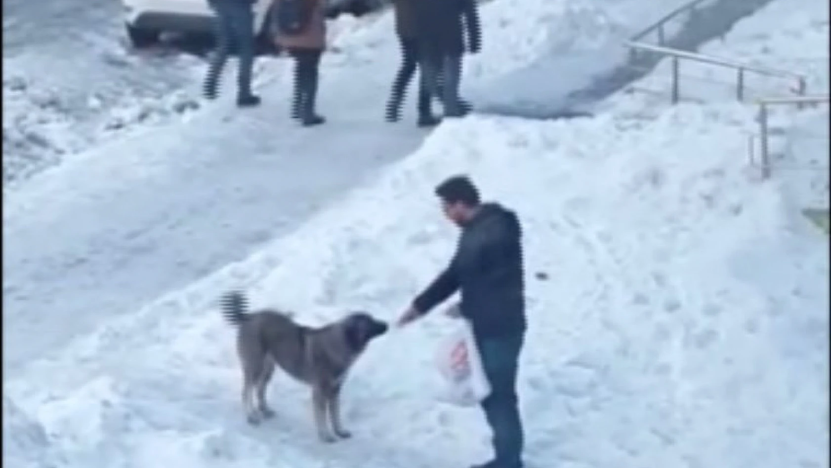 Aç kalan sokak köpeğini eliyle besledi 