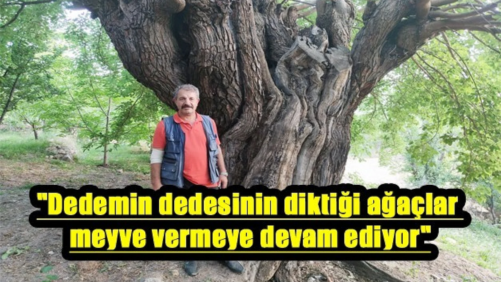 Ulukale'de Asırlık Dut Ağacı