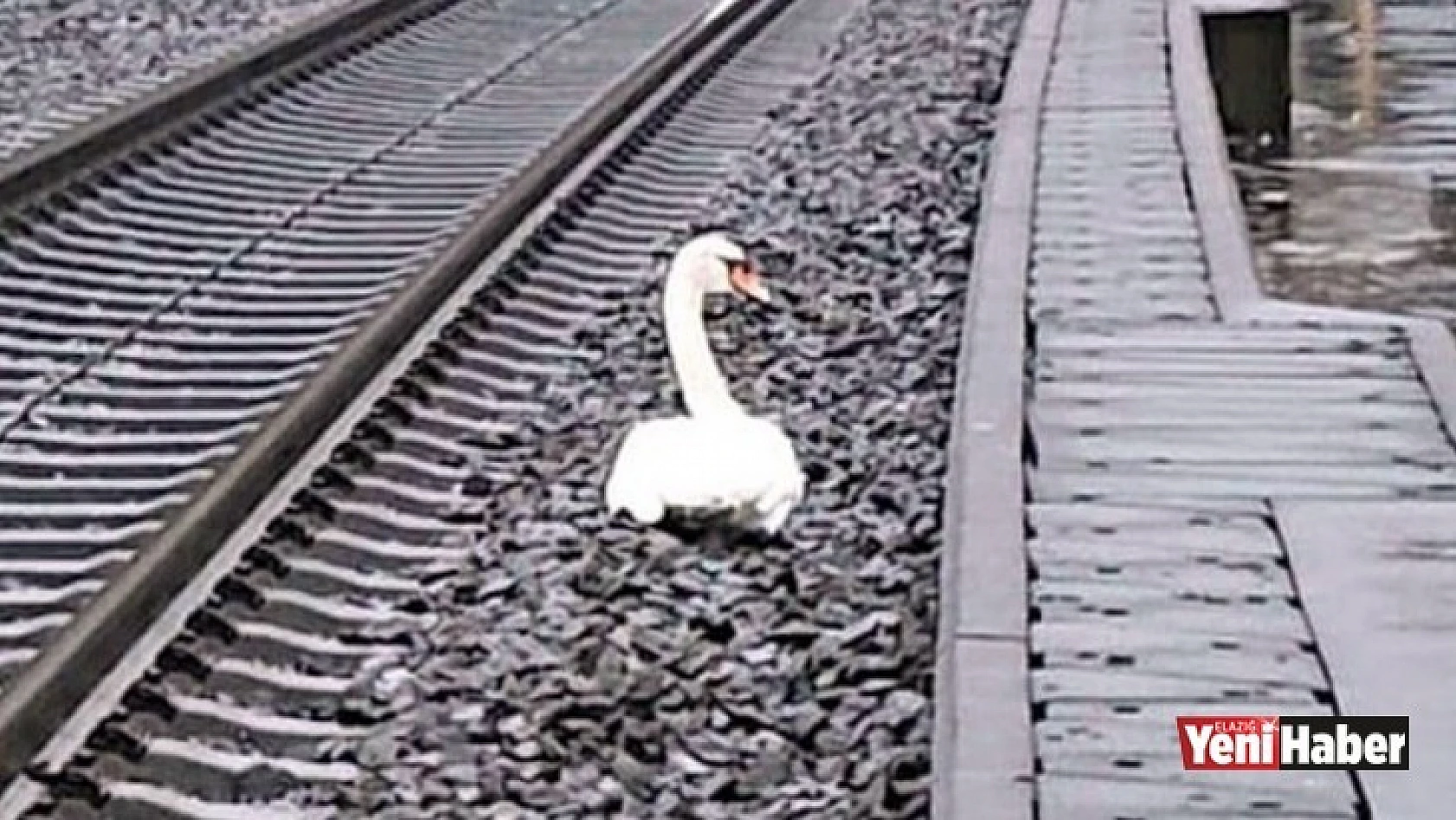 23 Tren Seferini Durduran Kuğu!