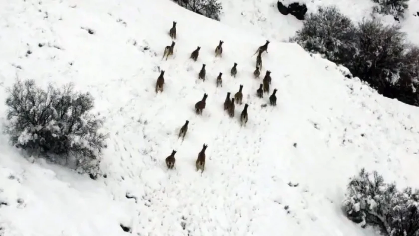 Dağ Keçileri Dron'a Yakalandı