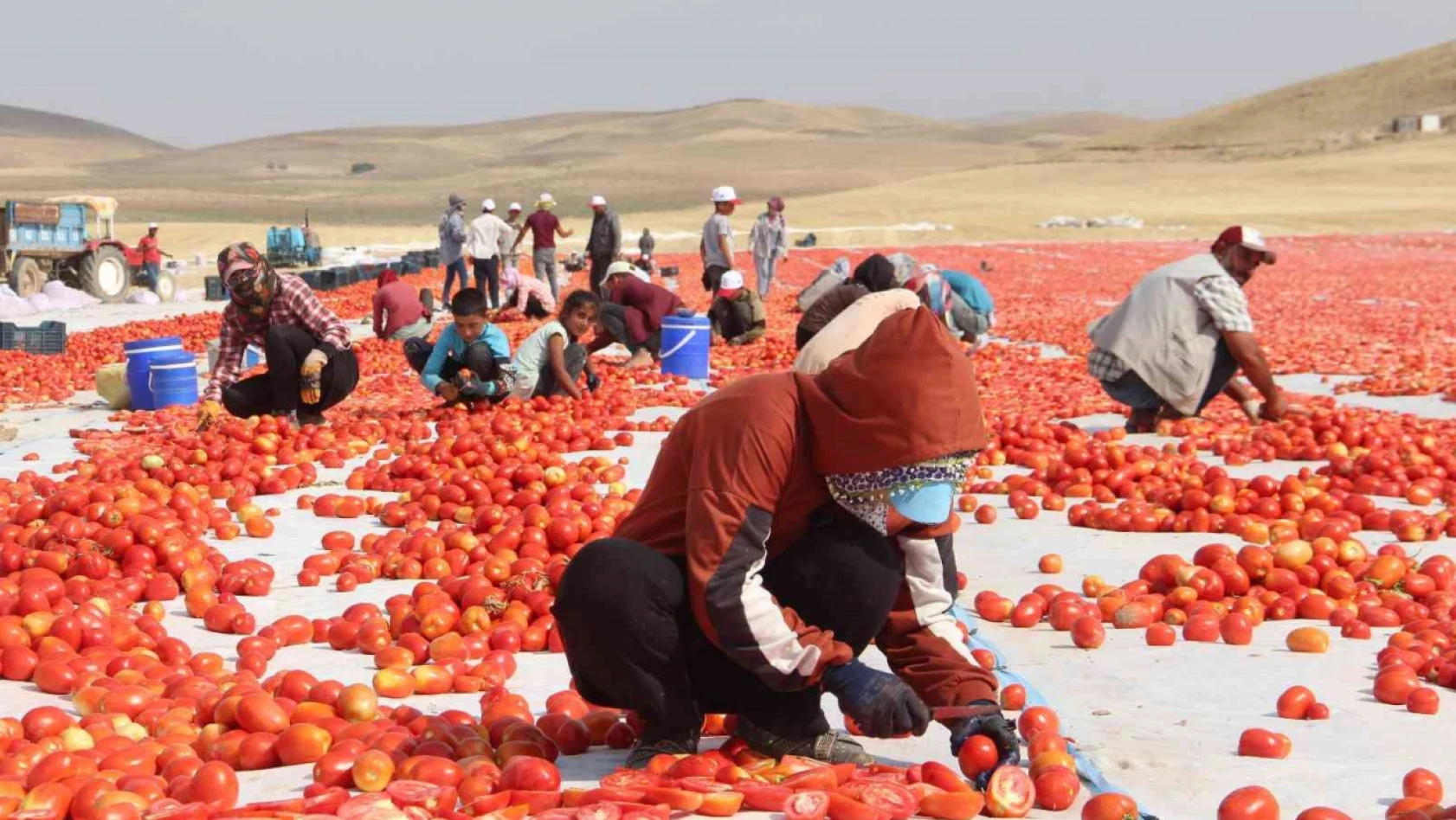 Elazığ'da 20 bin dekar alanda domates hasadı sürüyor