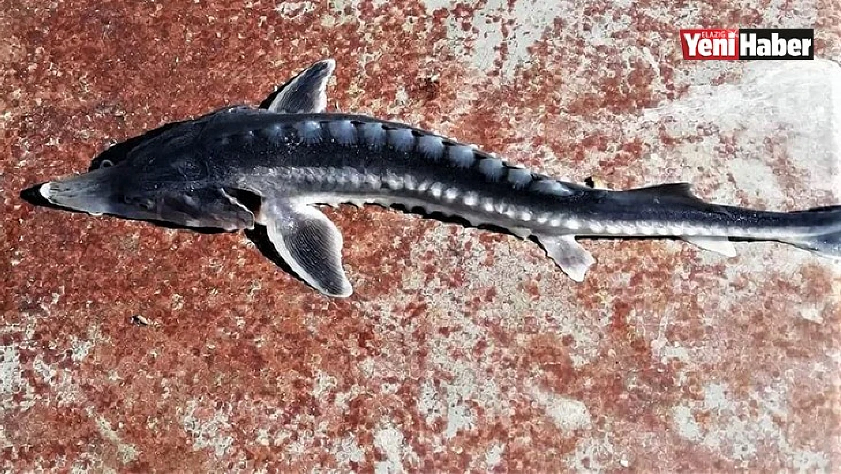 Elazığ'da Ağa Takılan Balık Şaşkınlık Yarattı