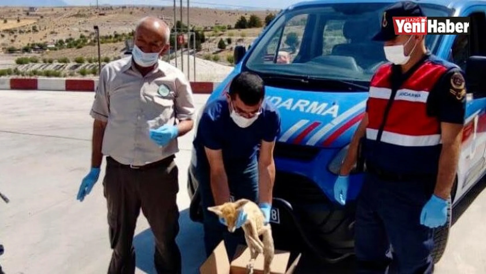 Elazığ'da Jandarmadan Yaralı Tilkiye Şefkat Eli