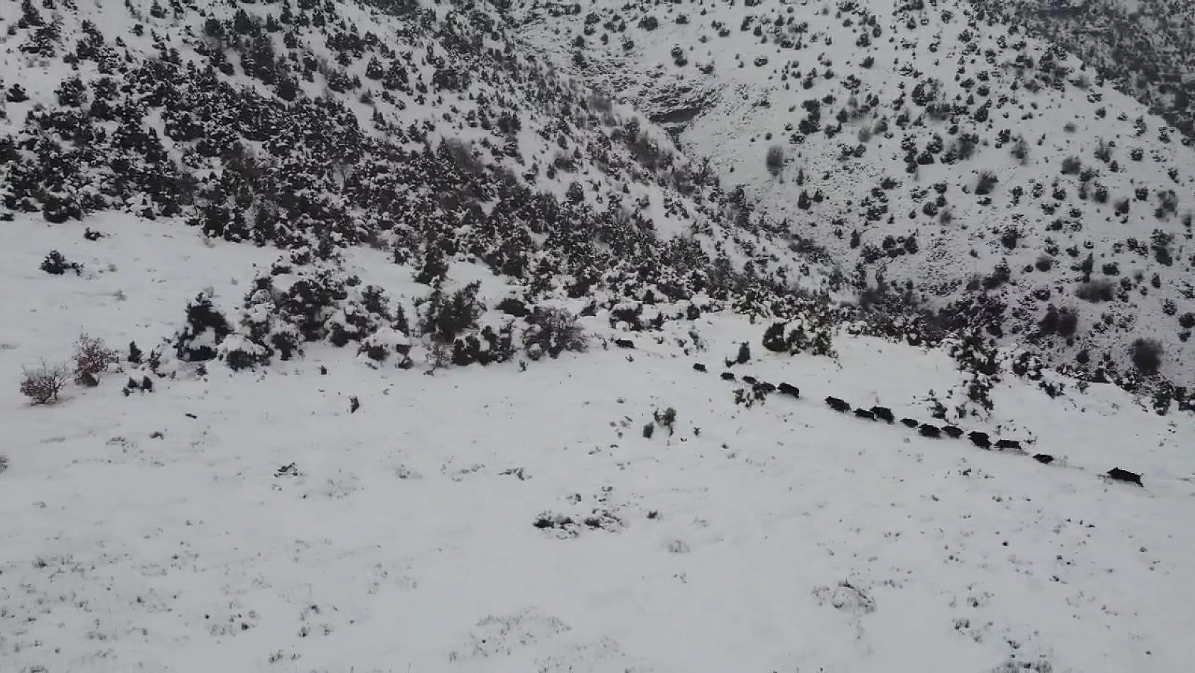 Elazığ'da kar üzerindeki domuz sürüsü dron ile görüntülendi