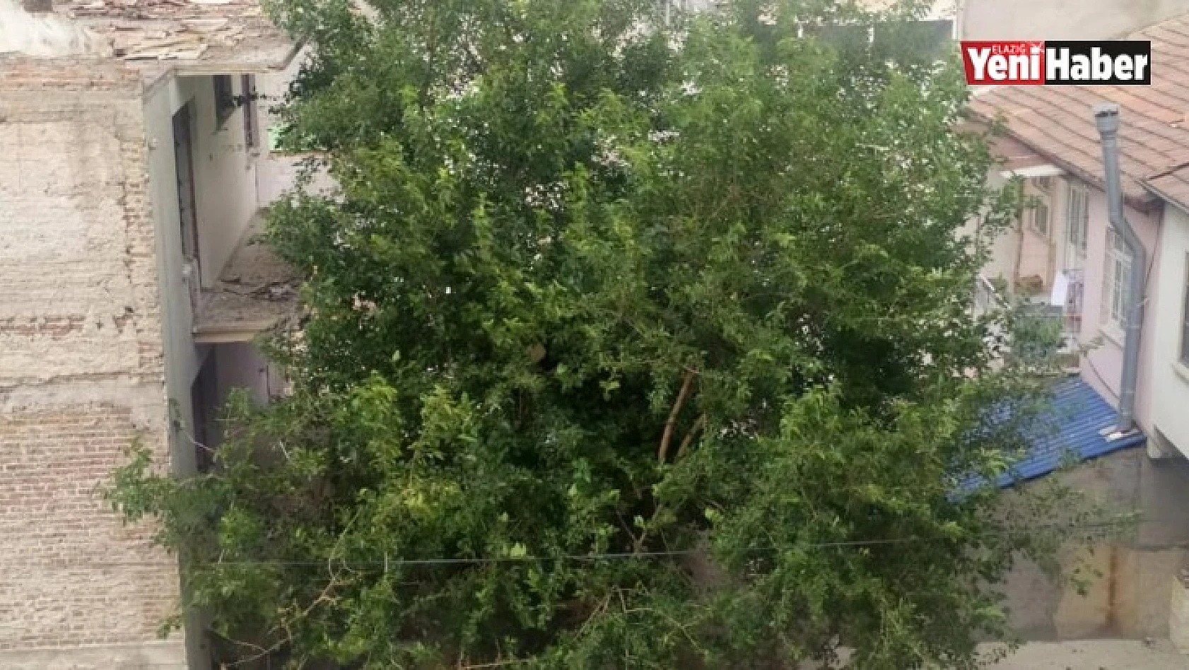 Elazığ'da Şiddetli Rüzgar Etkili Oldu Ağaçların Dalları Kırıldı