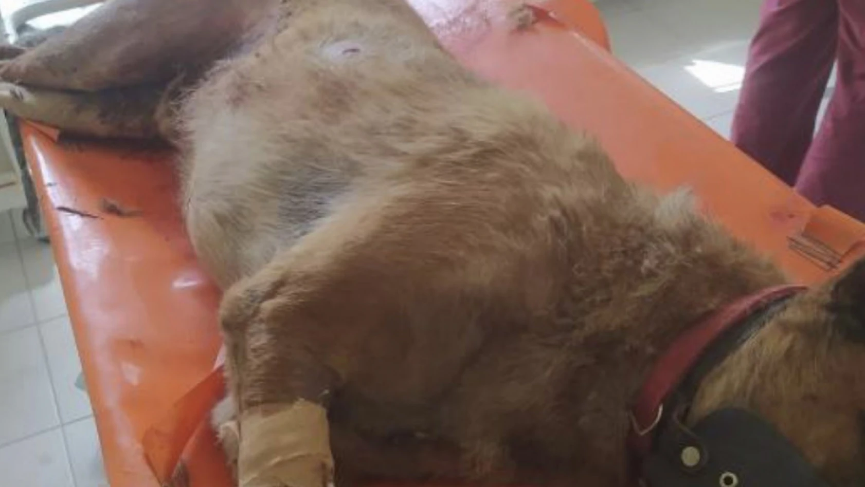 Elazığ'da vahşet,  köpeği 7 yerinden bıçaklayıp öldürdüler