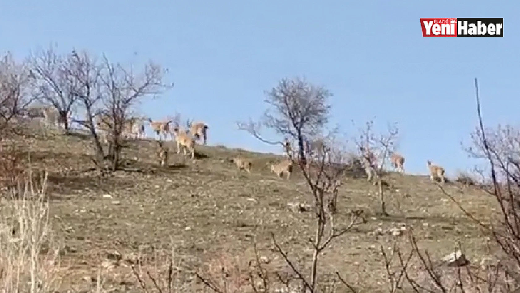 Elazığ'da yaban keçi sürüsü görüntülendi
