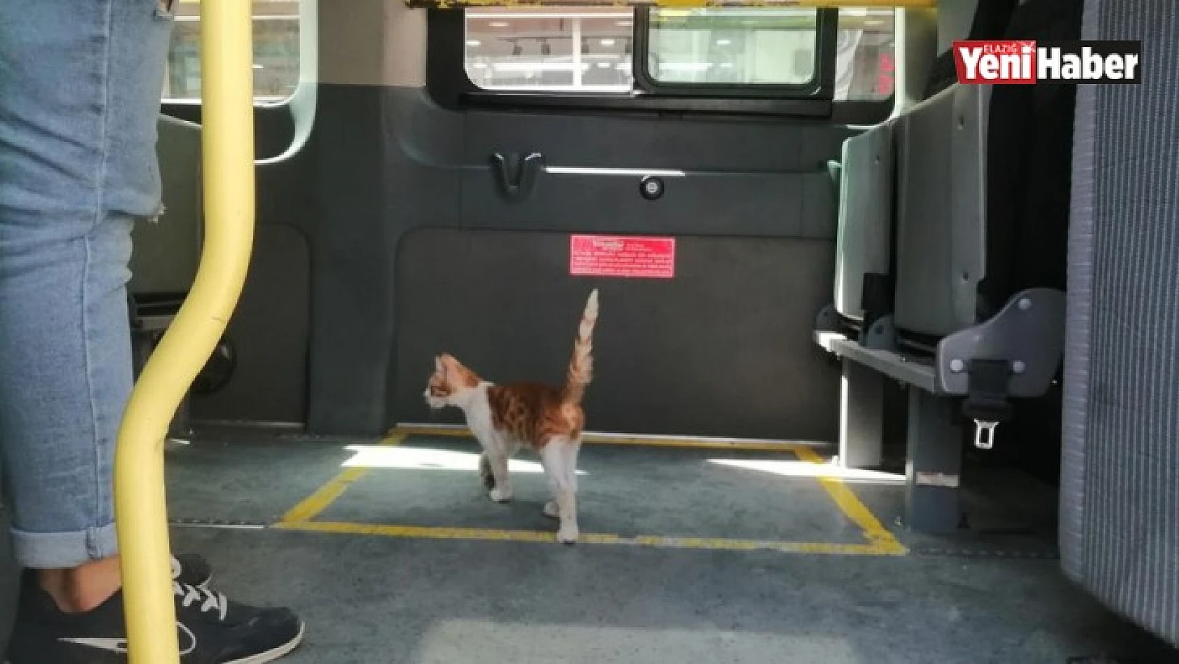 Elazığ'da Yolcu Gibi Minibüse Binen Kedi, Çarşı Merkezine Kadar Yolculuk Yaptı.